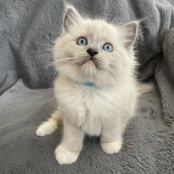 chaton Ragdoll blue point mitted Upsilon Les Ragdolls de la Croisette chaton Ragdoll blue point mitted Upsilon Les Ragdolls de la Croisette