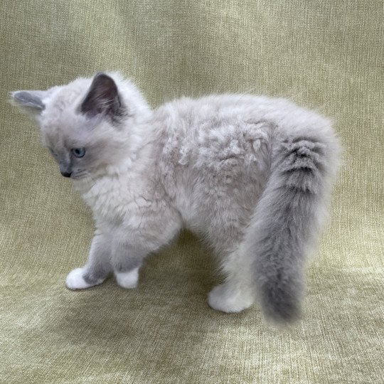 chaton Ragdoll blue point mitted Upsilon Les Ragdolls de la Croisette