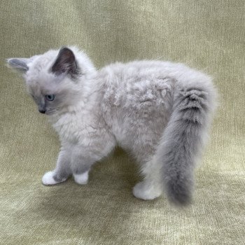 chaton Ragdoll blue point mitted Upsilon Les Ragdolls de la Croisette