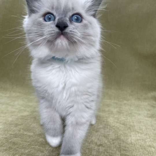 chaton Ragdoll blue point mitted Upsilon Les Ragdolls de la Croisette