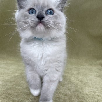 chaton Ragdoll blue point mitted Upsilon Les Ragdolls de la Croisette chaton Ragdoll blue point mitted Upsilon Les Ragdolls de la Croisette