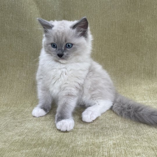 chaton Ragdoll blue point mitted Upsilon Les Ragdolls de la Croisette