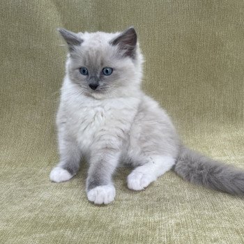 chaton Ragdoll blue point mitted Upsilon Les Ragdolls de la Croisette