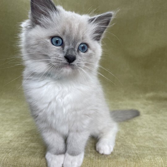 chaton Ragdoll blue point mitted Upsilon Les Ragdolls de la Croisette