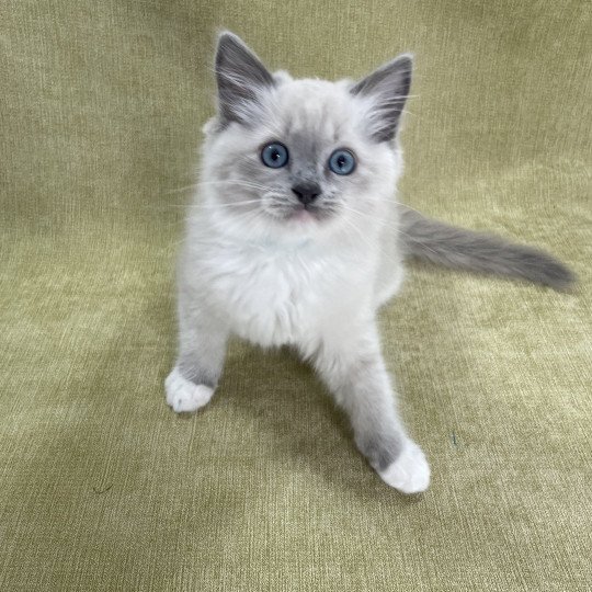 chaton Ragdoll blue point mitted Upsilon Les Ragdolls de la Croisette