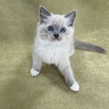 chaton Ragdoll blue point mitted Upsilon Les Ragdolls de la Croisette chaton Ragdoll blue point mitted Upsilon Les Ragdolls de la Croisette