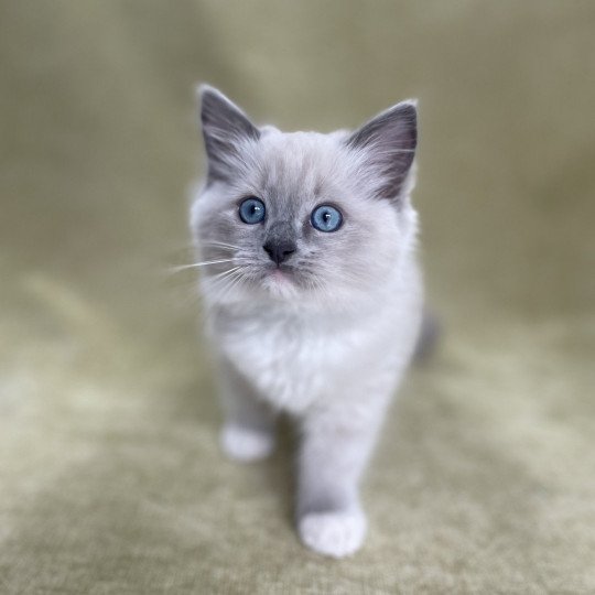 chaton Ragdoll blue point mitted Upsilon Les Ragdolls de la Croisette