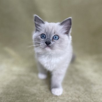 chaton Ragdoll blue point mitted Upsilon Les Ragdolls de la Croisette