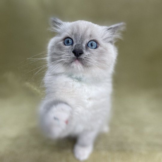 chaton Ragdoll blue point mitted Upsilon Les Ragdolls de la Croisette