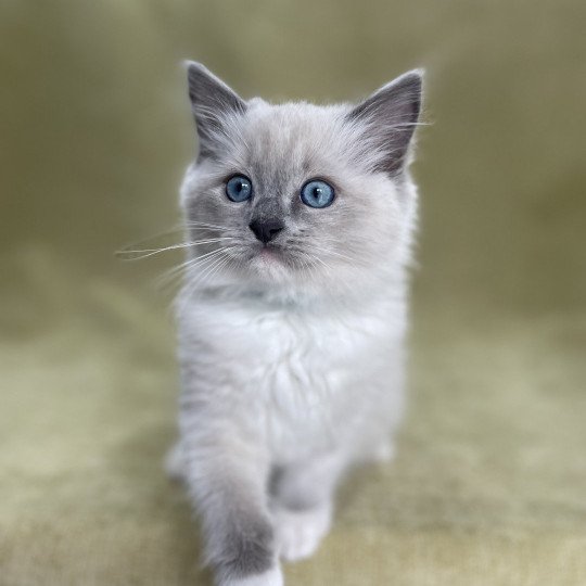 chaton Ragdoll blue point mitted Upsilon Les Ragdolls de la Croisette