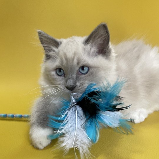 chaton Ragdoll blue point mitted Upsilon Les Ragdolls de la Croisette