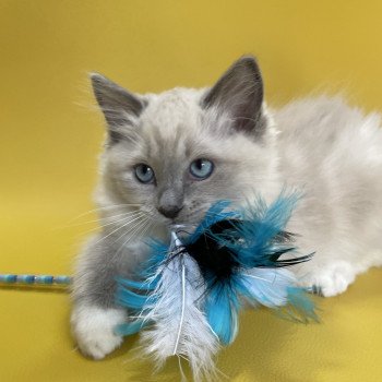 chaton Ragdoll blue point mitted Upsilon Les Ragdolls de la Croisette