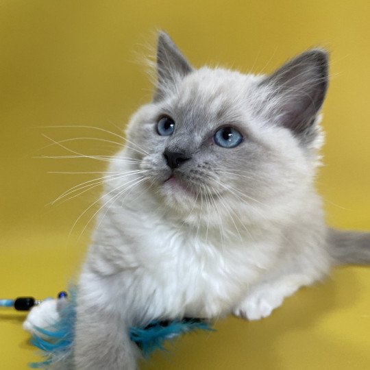 chaton Ragdoll blue point mitted Upsilon Les Ragdolls de la Croisette