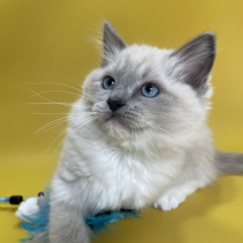 chaton Ragdoll blue point mitted Upsilon Les Ragdolls de la Croisette chaton Ragdoll blue point mitted Upsilon Les Ragdolls de la Croisette
