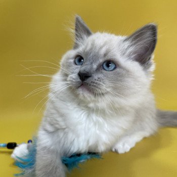 chaton Ragdoll blue point mitted Upsilon Les Ragdolls de la Croisette