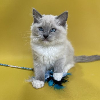 chaton Ragdoll blue point mitted Upsilon Les Ragdolls de la Croisette