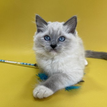 chaton Ragdoll blue point mitted Upsilon Les Ragdolls de la Croisette chaton Ragdoll blue point mitted Upsilon Les Ragdolls de la Croisette