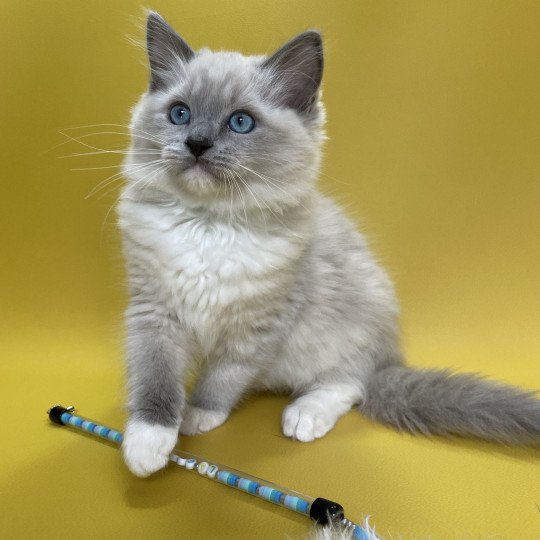 chaton Ragdoll blue point mitted Upsilon Les Ragdolls de la Croisette