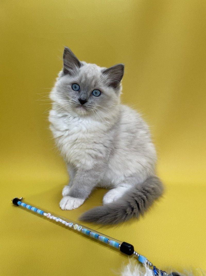 Upsilon De La Croisette Mâle Ragdoll
