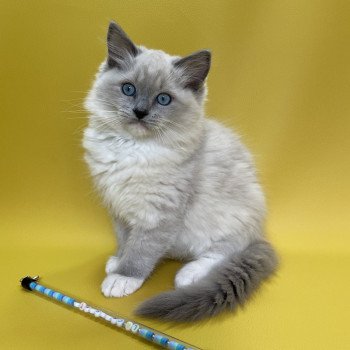 chaton Ragdoll blue point mitted Upsilon Les Ragdolls de la Croisette