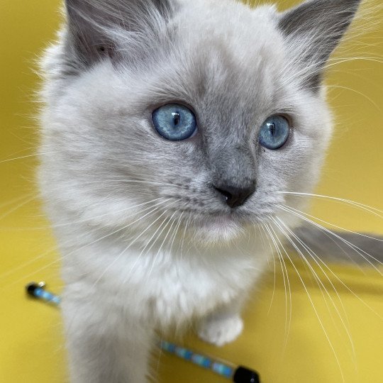 chaton Ragdoll blue point mitted Upsilon Les Ragdolls de la Croisette