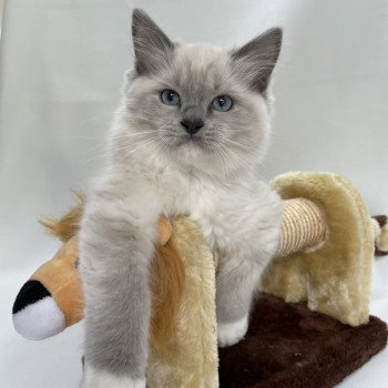 chaton Ragdoll blue point mitted Upsilon Les Ragdolls de la Croisette chaton Ragdoll blue point mitted Upsilon Les Ragdolls de la Croisette