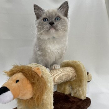 chaton Ragdoll blue point mitted Upsilon Les Ragdolls de la Croisette