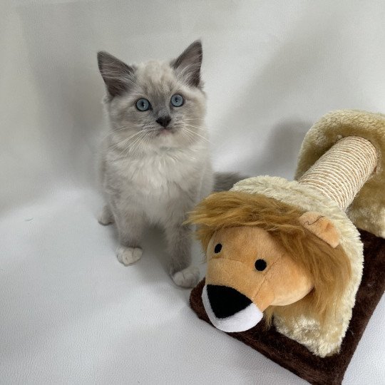 chaton Ragdoll blue point mitted Upsilon Les Ragdolls de la Croisette