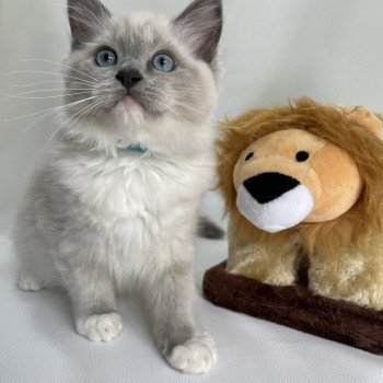 chaton Ragdoll blue point mitted Upsilon Les Ragdolls de la Croisette