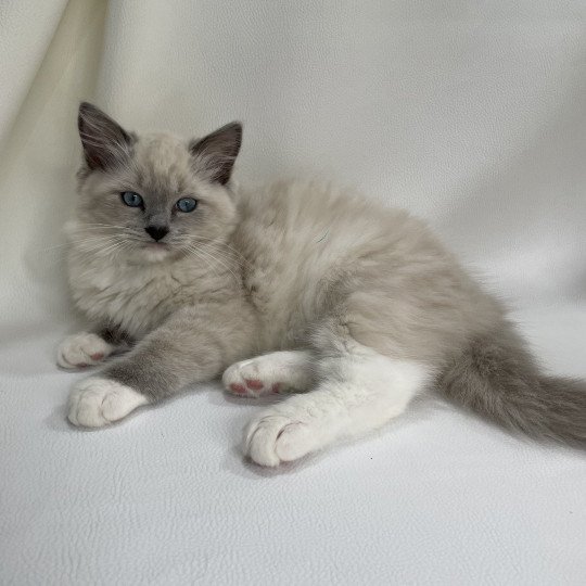 chaton Ragdoll blue point mitted Upsilon Les Ragdolls de la Croisette