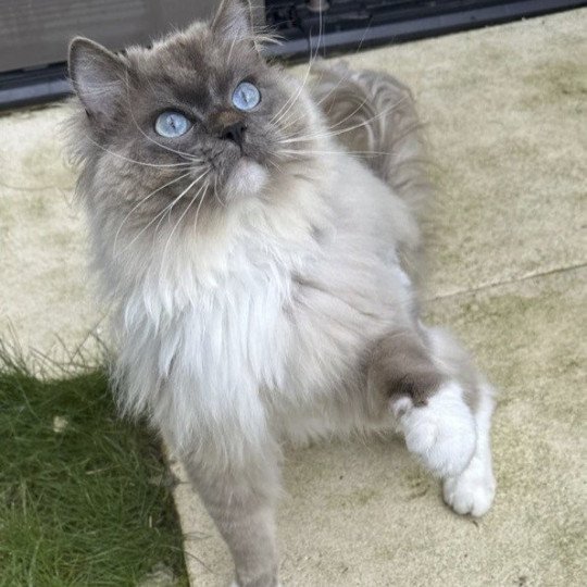 Umberto de l'Eden du Gival Mâle Ragdoll