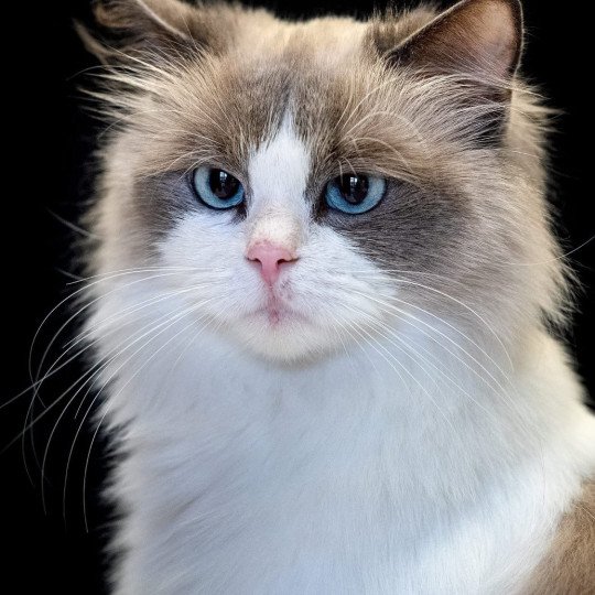 Utopia du Royaume Tinathaïs Femelle Ragdoll