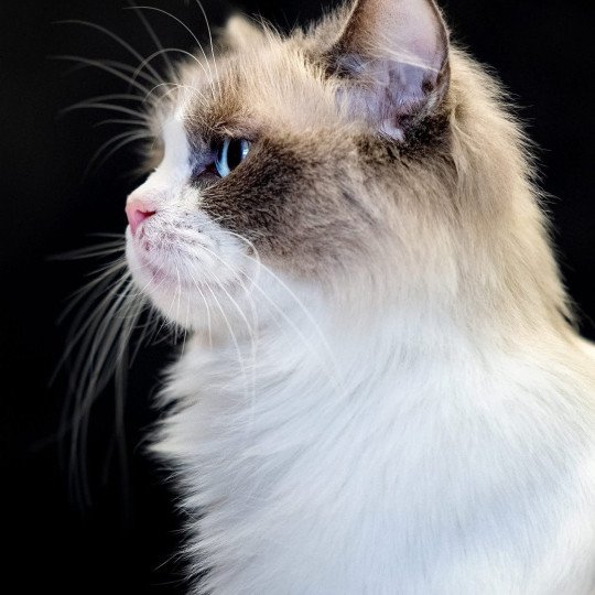 chat Ragdoll Utopia Les Ragdolls de la Croisette