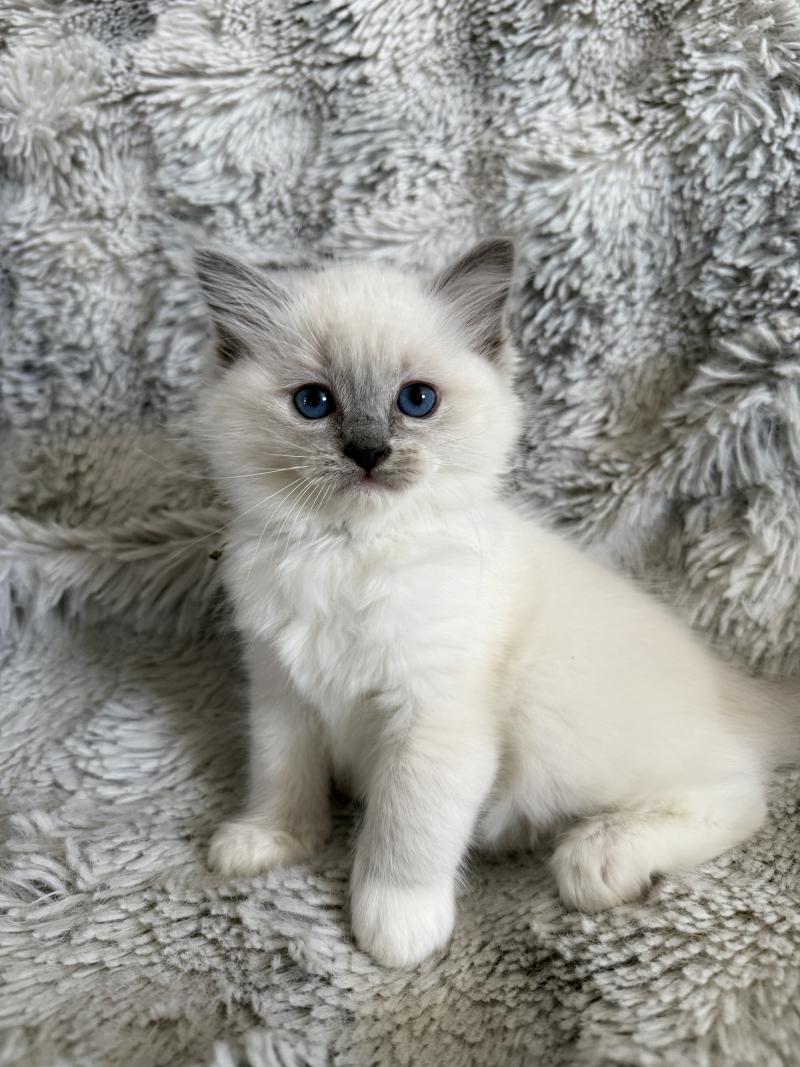 Vert De La Croisette Femelle Ragdoll