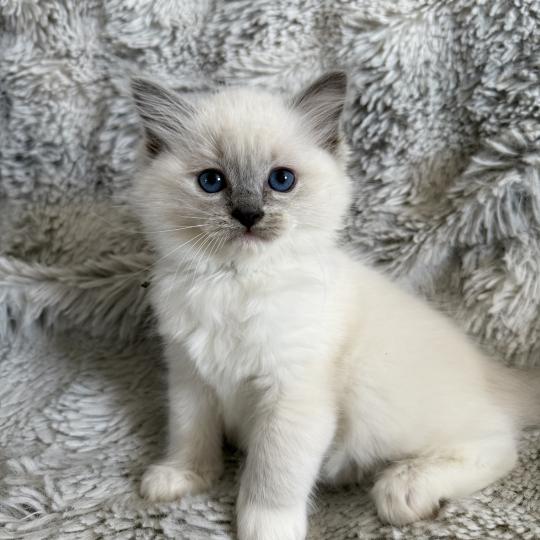 chaton Ragdoll blue point mitted Vert Les Ragdolls de la Croisette