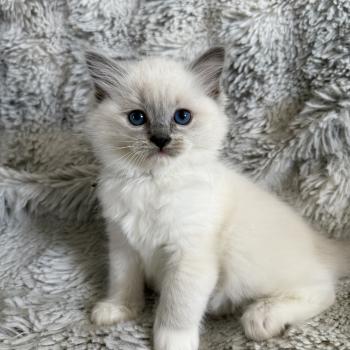 chaton Ragdoll blue point mitted Vert Les Ragdolls de la Croisette