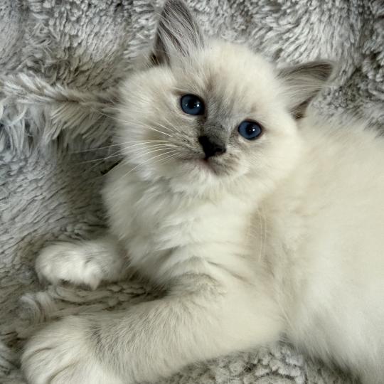 chaton Ragdoll blue point mitted Vert Les Ragdolls de la Croisette