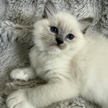 chaton Ragdoll blue point mitted Vert Les Ragdolls de la Croisette