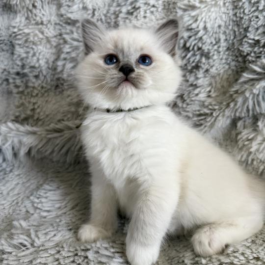 chaton Ragdoll blue point mitted Vert Les Ragdolls de la Croisette