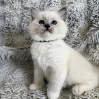chaton Ragdoll blue point mitted Vert Les Ragdolls de la Croisette