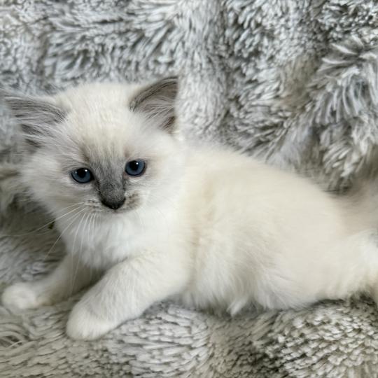chaton Ragdoll blue point mitted Vert Les Ragdolls de la Croisette