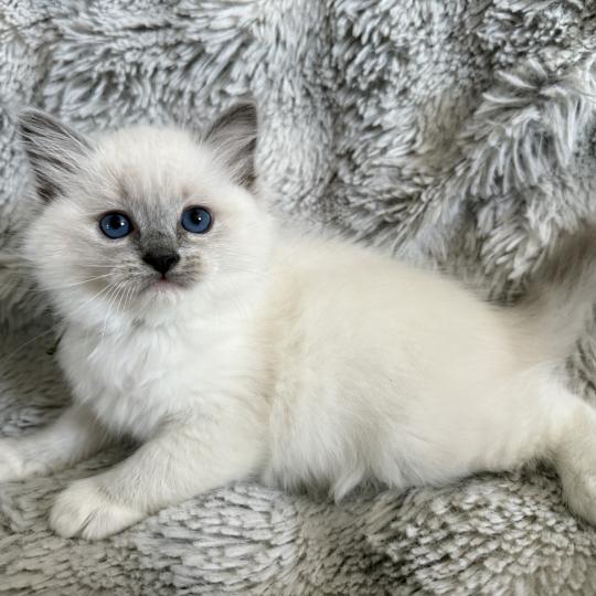 chaton Ragdoll blue point mitted Vert Les Ragdolls de la Croisette