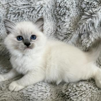 chaton Ragdoll blue point mitted Vert Les Ragdolls de la Croisette