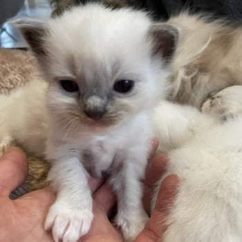 chaton Ragdoll seal point mitted vert Les Ragdolls de la Croisette