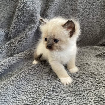 chaton Ragdoll seal point mitted vert Les Ragdolls de la Croisette