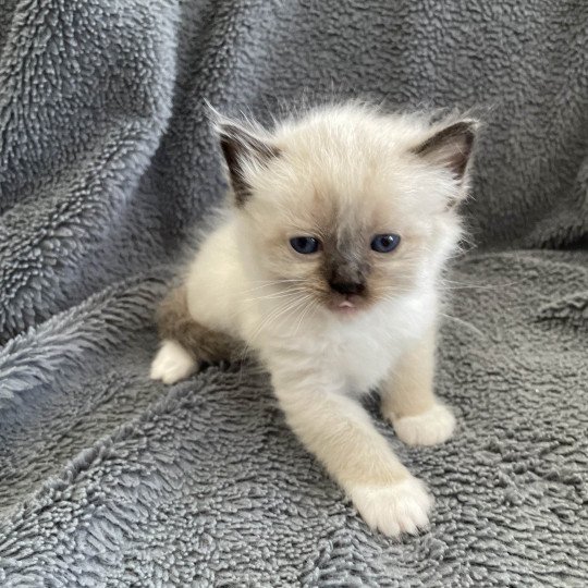 chaton Ragdoll seal point mitted vert Les Ragdolls de la Croisette