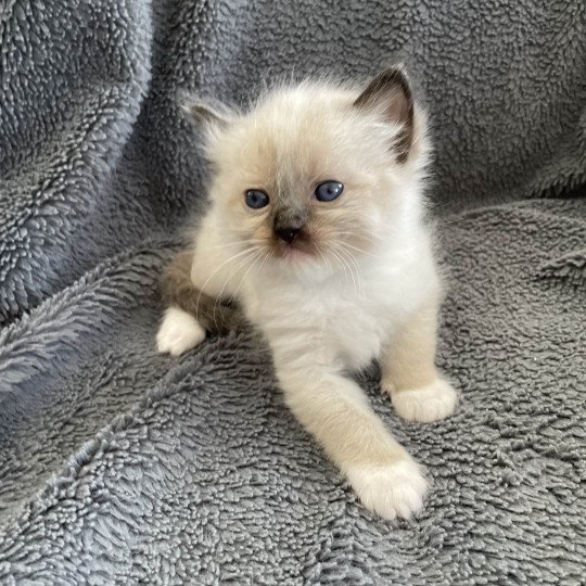 chaton Ragdoll seal point mitted vert Les Ragdolls de la Croisette