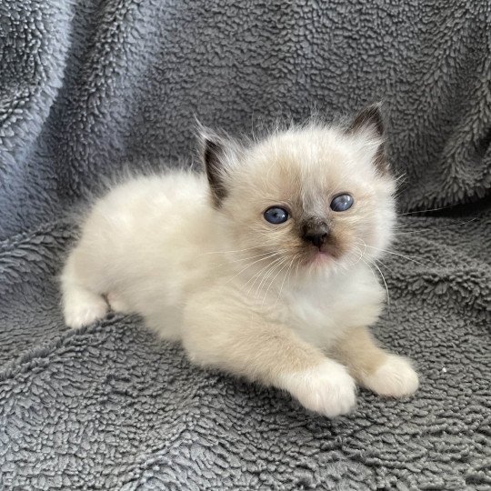 chaton Ragdoll seal point mitted vert Les Ragdolls de la Croisette