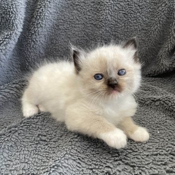 chaton Ragdoll seal point mitted vert Les Ragdolls de la Croisette