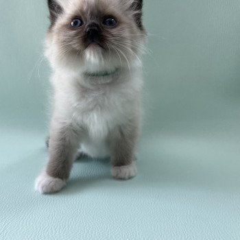 chaton Ragdoll seal point mitted vert Les Ragdolls de la Croisette